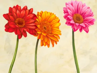 CYNTHIA ANN - Gerberas (detail)
