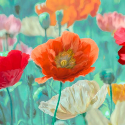 CYNTHIA ANN - Poppies in Bloom I