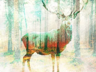 ARLO WREN PHOTOS - Lord of the Woods (detail)