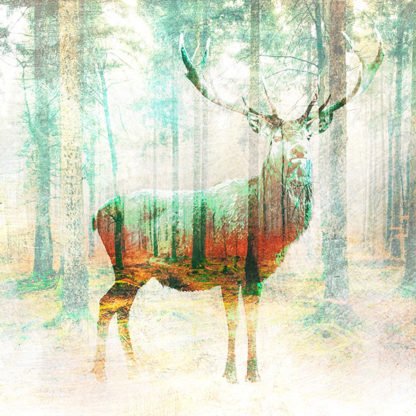 ARLO WREN PHOTOS - Lord of the Woods (detail)