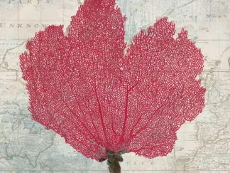 TED BROOME - Fan Coral