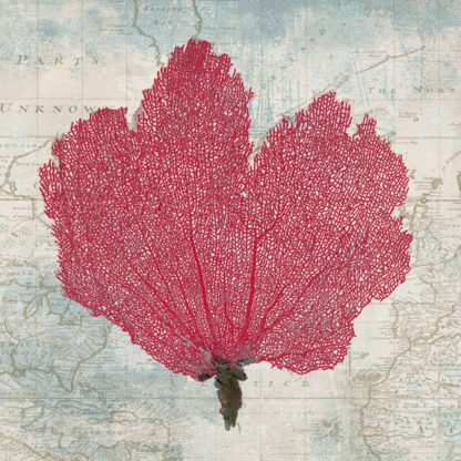 TED BROOME - Fan Coral