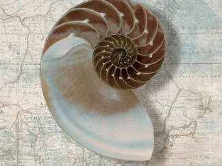 TED BROOME - Nautilus