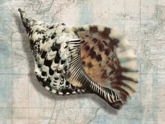 TED BROOME - Sea Shell