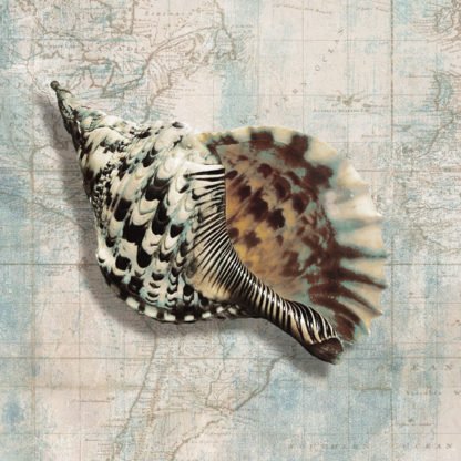 TED BROOME - Sea Shell