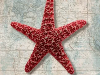 TED BROOME - Starfish