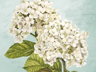 REMY DELLAL - Hydrangeas III (Aqua)