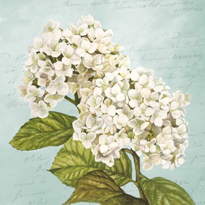 REMY DELLAL - Hydrangeas III (Aqua)