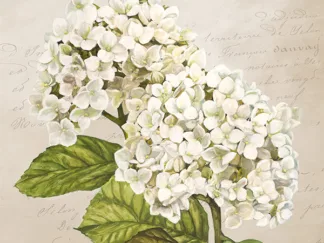 REMY DELLAL - Hydrangeas III (Neutre)