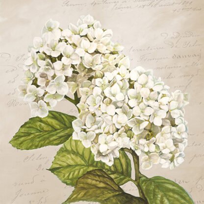 REMY DELLAL - Hydrangeas III (Neutre)