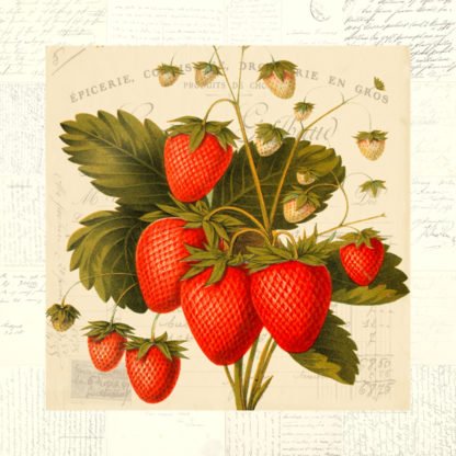 REMY DELLAL - Fraises