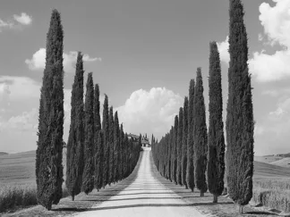 FRANK KRAHMER - Cypress Alley, San Quirico d'Orcia, Tuscany (detail)