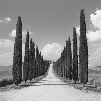 FRANK KRAHMER - Cypress Alley, San Quirico d'Orcia, Tuscany (detail)