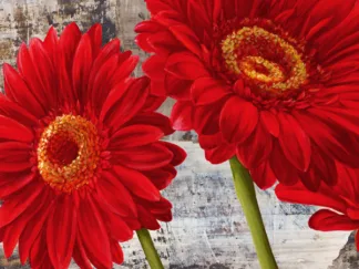JENNY THOMLINSON - Red Gerberas I