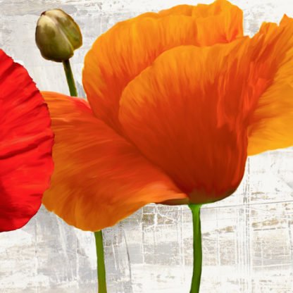 JENNY THOMLINSON - Summer Poppies II