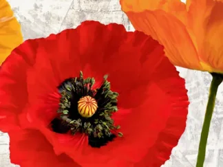 JENNY THOMLINSON - Summer Poppies III