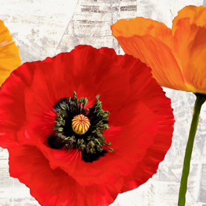JENNY THOMLINSON - Summer Poppies III
