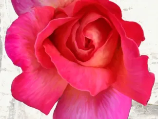 JENNY THOMLINSON - Spring Roses I