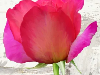 JENNY THOMLINSON - Spring Roses II