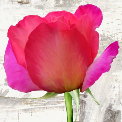JENNY THOMLINSON - Spring Roses II