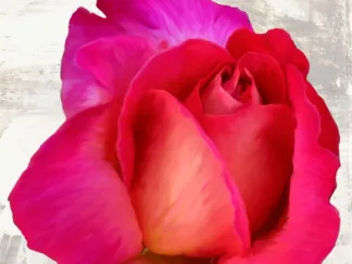 JENNY THOMLINSON - Spring Roses III