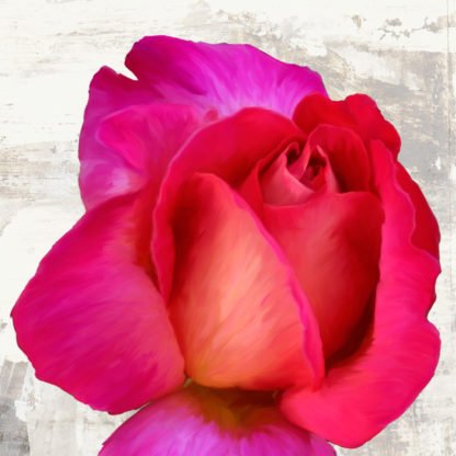 JENNY THOMLINSON - Spring Roses III