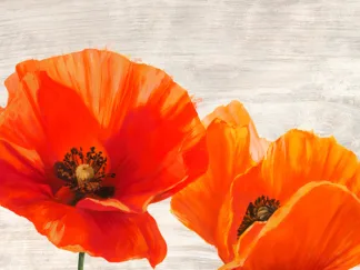 JENNY THOMLINSON - Bright Poppies I