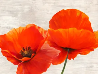 JENNY THOMLINSON - Bright Poppies II