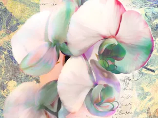 KELLY PARR - Kaleidoscope Orchid
