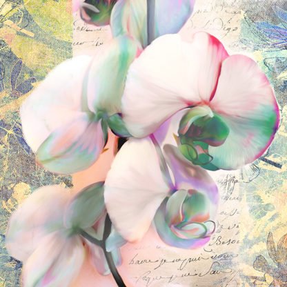 KELLY PARR - Kaleidoscope Orchid