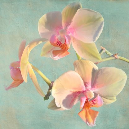 LUCA VILLA - Jewel Orchids I