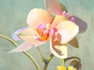 LUCA VILLA - Jewel Orchids II