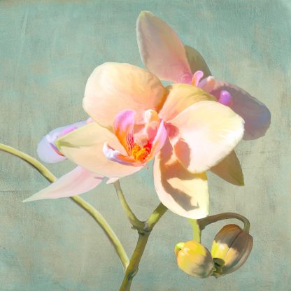 LUCA VILLA - Jewel Orchids II