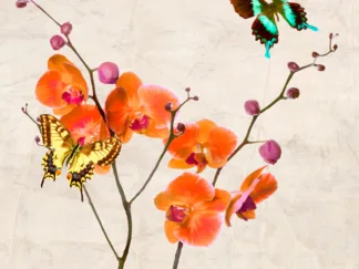 TEO RIZZARDI - Orchids & Butterflies I