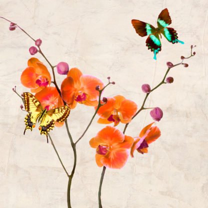 TEO RIZZARDI - Orchids & Butterflies I