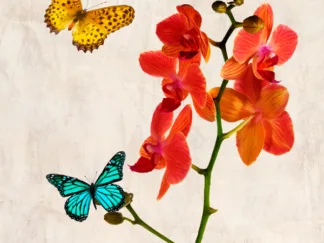 TEO RIZZARDI - Orchids & Butterflies II