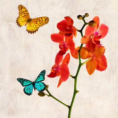 TEO RIZZARDI - Orchids & Butterflies II