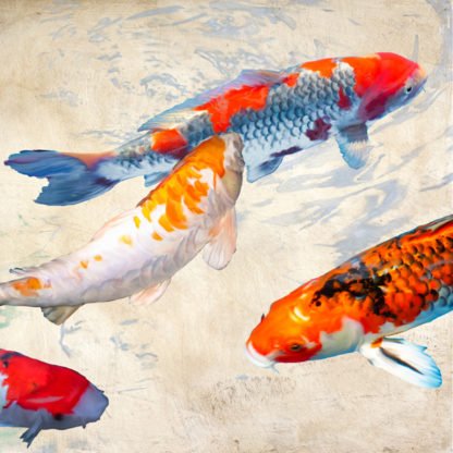 TEO RIZZARDI - Koi II