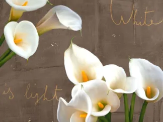 TEO RIZZARDI - White Callas