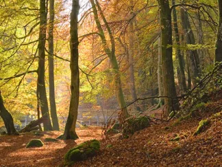 ANONYMOUS - Autumn Beech Woods