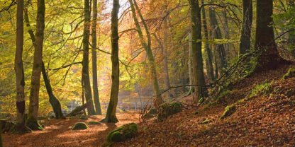 ANONYMOUS - Autumn Beech Woods