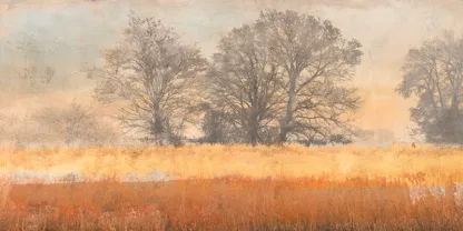 ALESSIO APRILE - Trees in the Mist