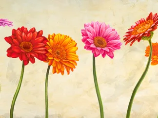 CYNTHIA ANN - Gerberas