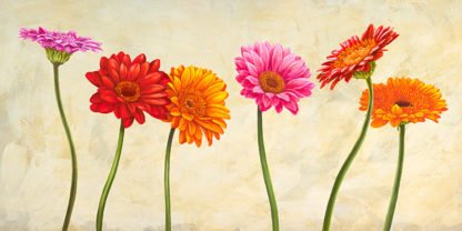 CYNTHIA ANN - Gerberas