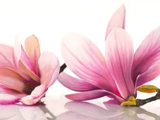 CYNTHIA ANN - Magnolia