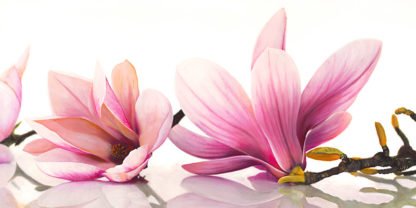 CYNTHIA ANN - Magnolia