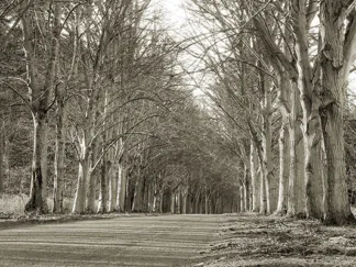 ANONYMOUS - Tree Lined Road, Norfolk UK