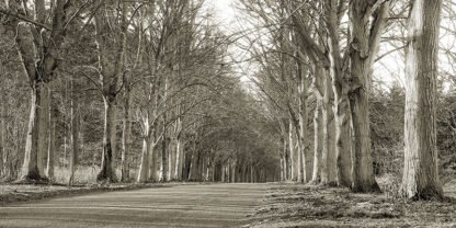 ANONYMOUS - Tree Lined Road, Norfolk UK