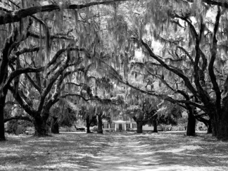 ANONYMOUS - Avenue of Oaks, South Carolina