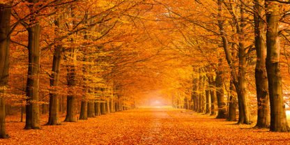 PANGEA IMAGES - Woods in Autumn